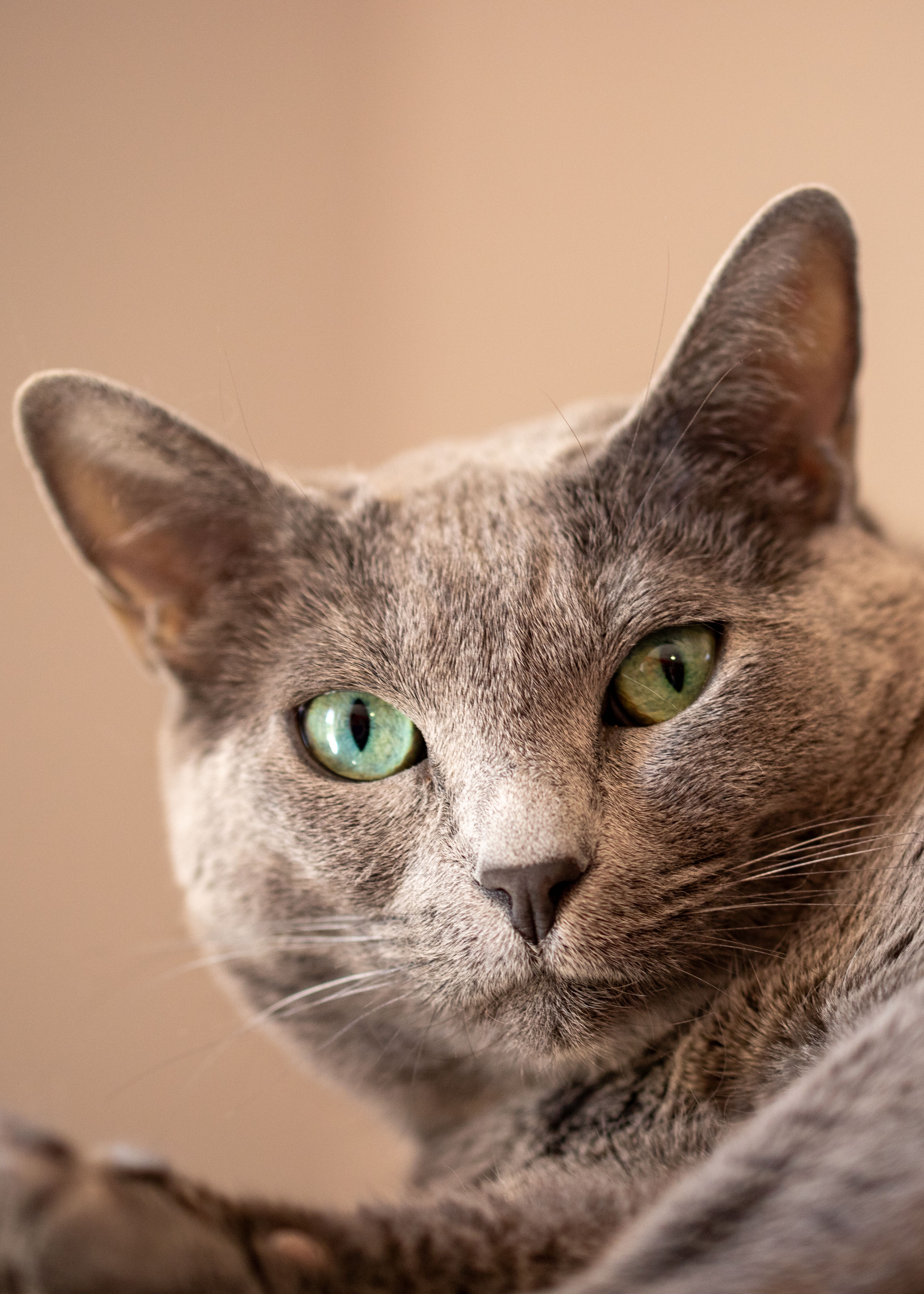 Gato Gato Azul Ruso