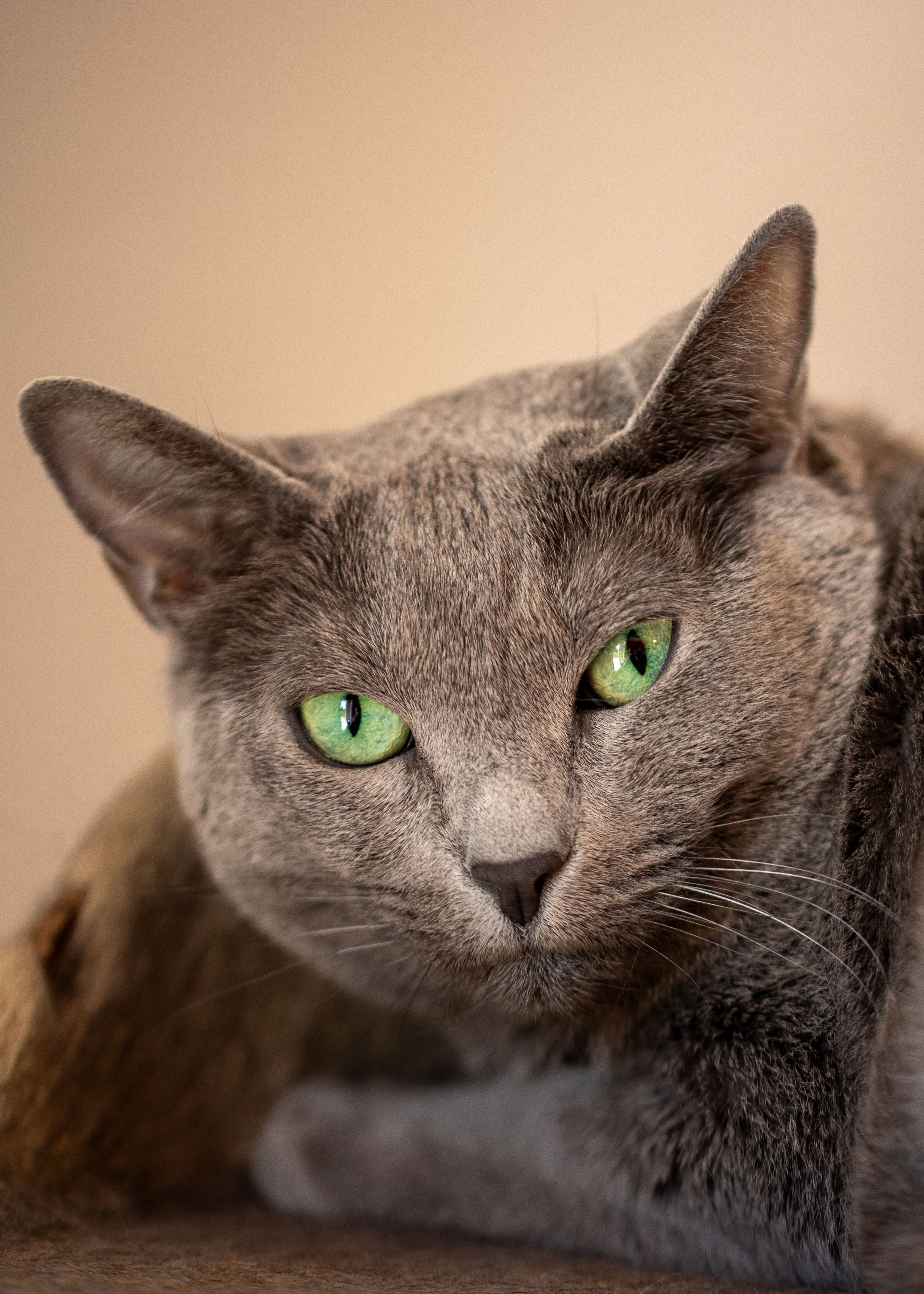 Close-up Portrait of a Russian Blue Cat · Free Stock Photo