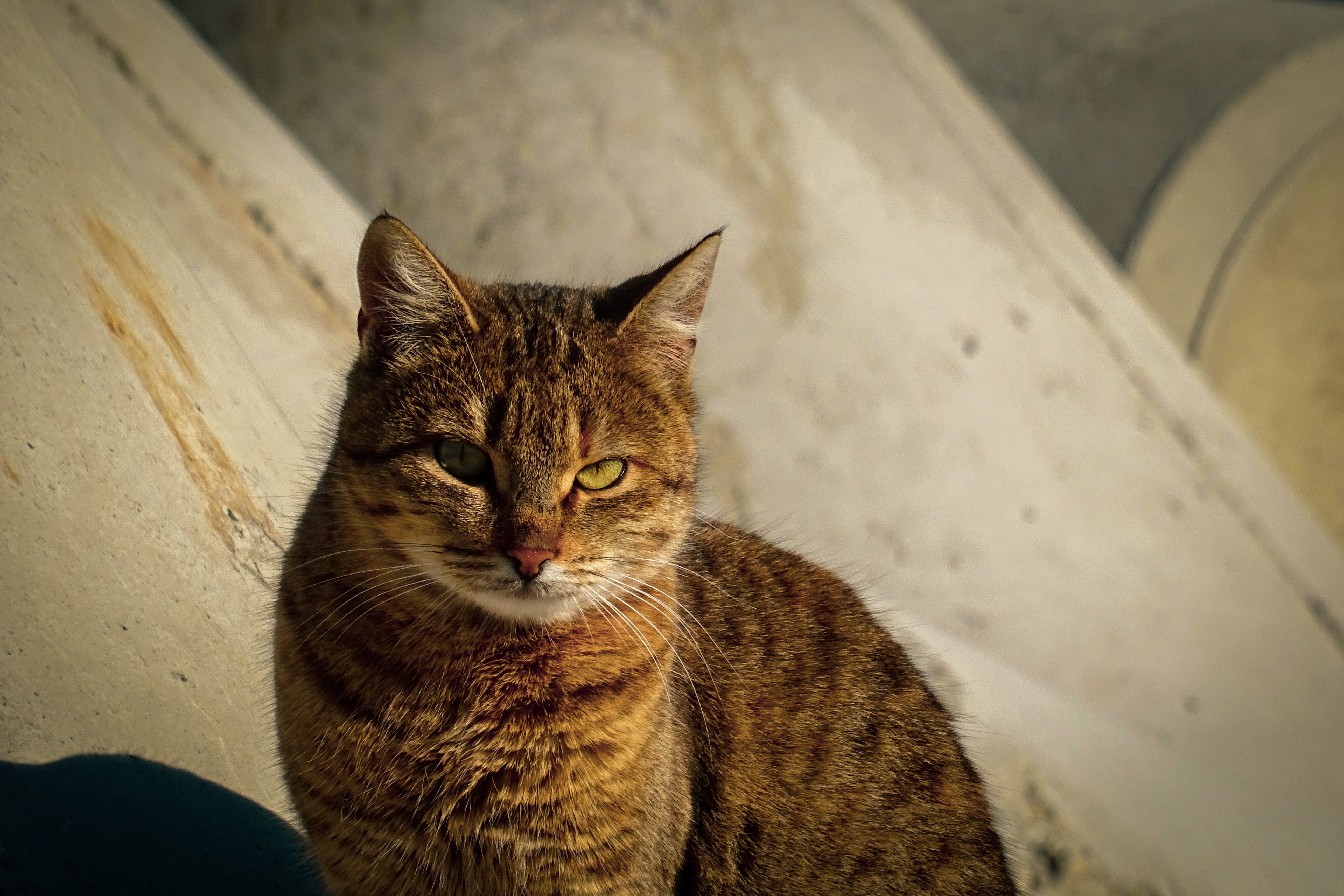 Close-up Portrait of a Domestic Tabby Cat · Free Stock Photo