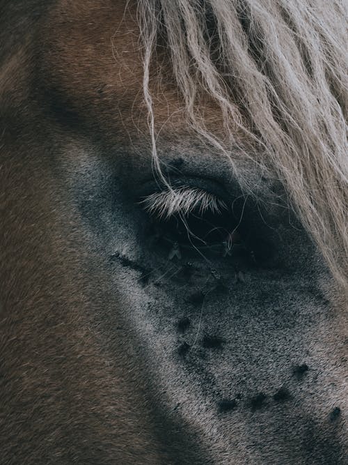 Ilmainen kuvapankkikuva tunnisteilla eläin, eläinten hiukset, eläinten silmä