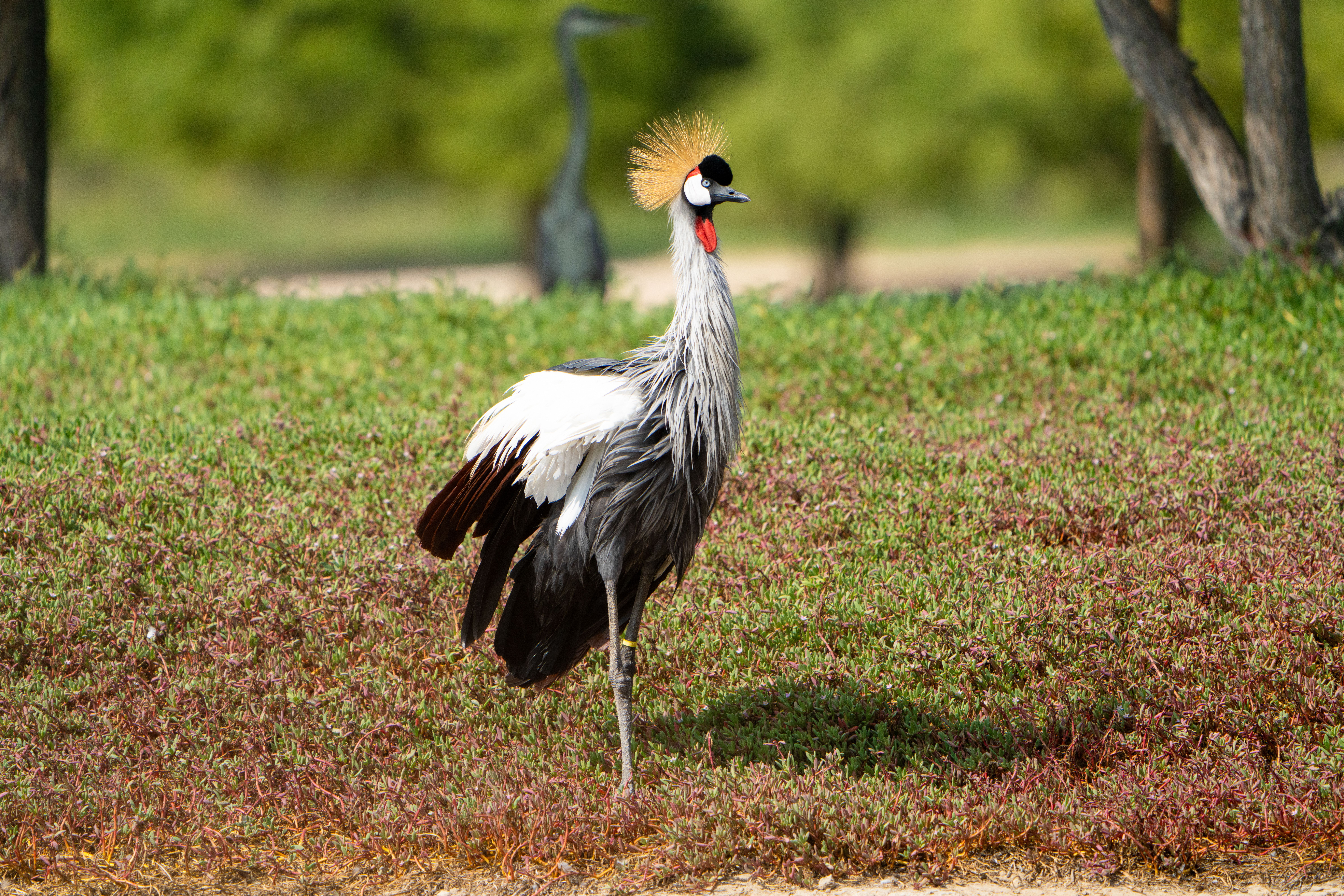 Majestic Grey Crowned Crane in Natural Habitat · Free Stock Photo