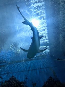 A striking image of a shark gliding through the azure waters of an aquarium, illuminated by sunlight.