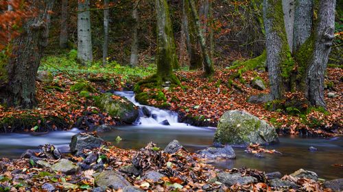 Free Tranquil forest scene with a flowing stream surrounded by autumn leaves and moss. Stock Photo