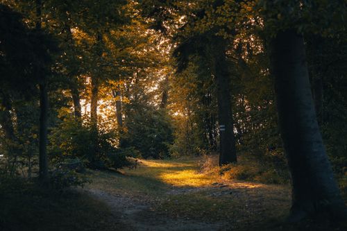 Free A serene forest path illuminated by warm, golden sunlight filtering through autumn leaves. Stock Photo