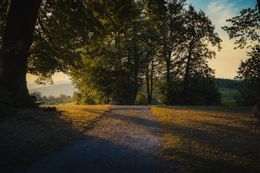 A peaceful forest pathway in Austria during sunset, capturing the warm glow and natural beauty.