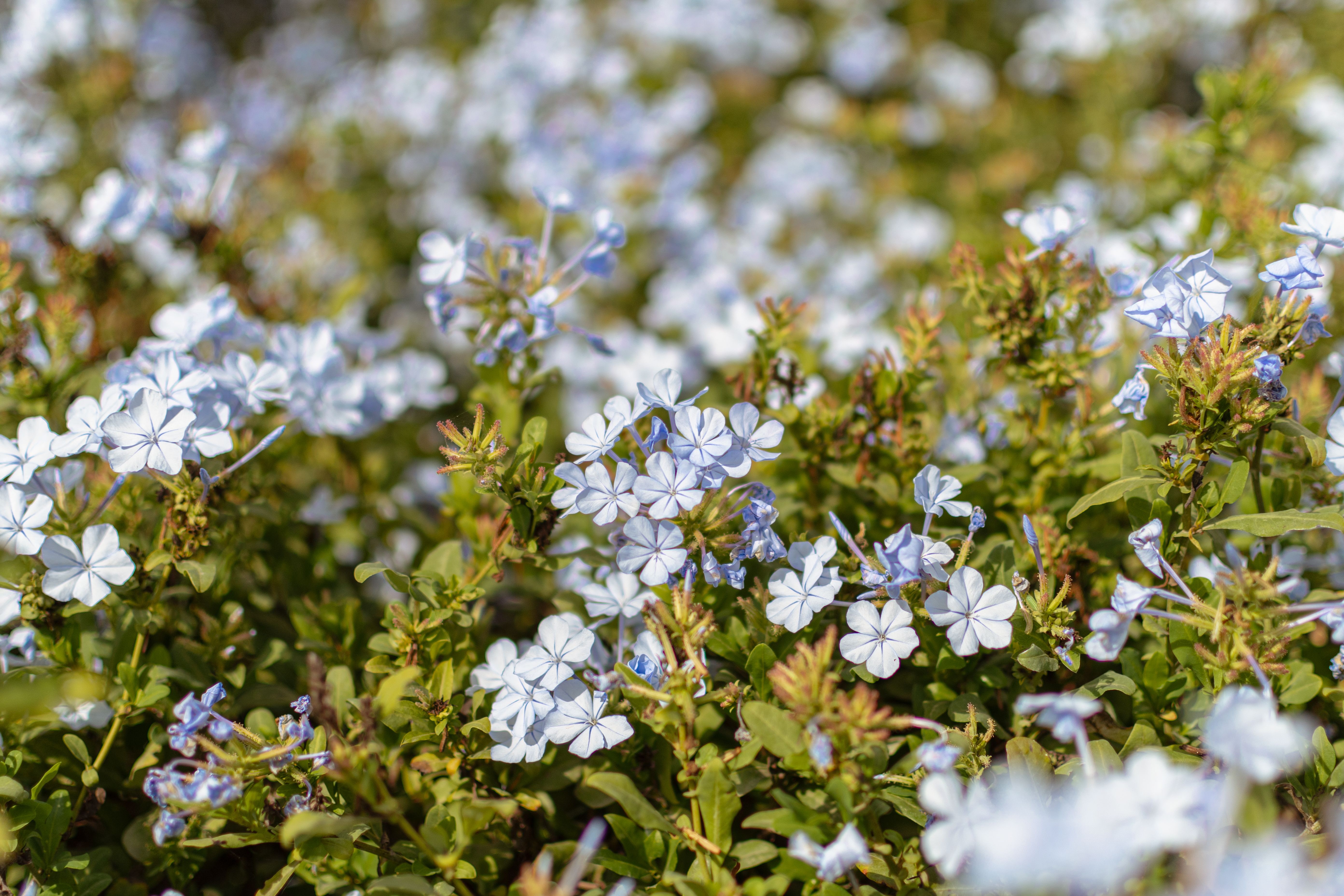 blue plumbago, Cold-Climate Options For Containers And Seasonal Use