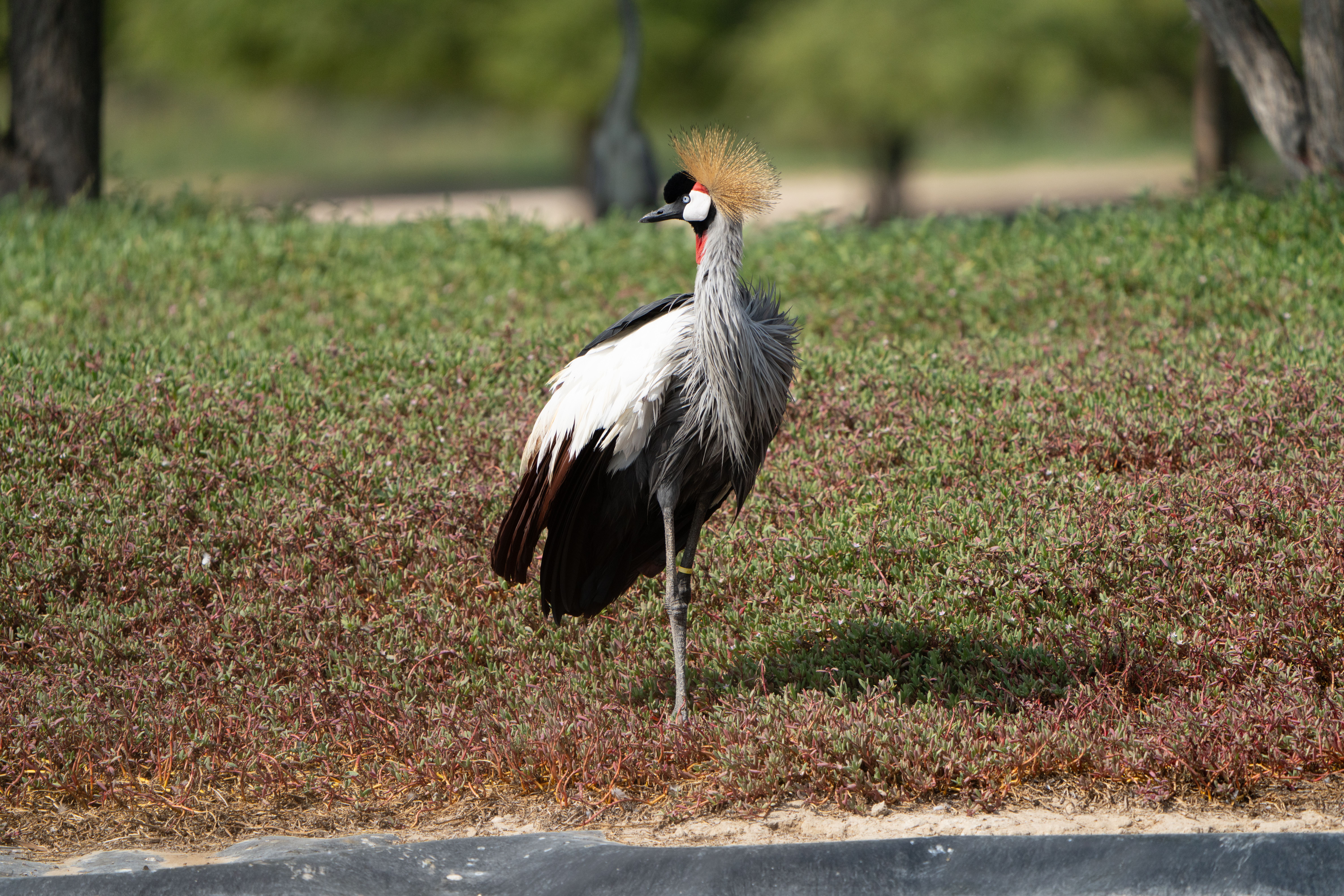 Majestic Grey Crowned Crane in Natural Habitat · Free Stock Photo