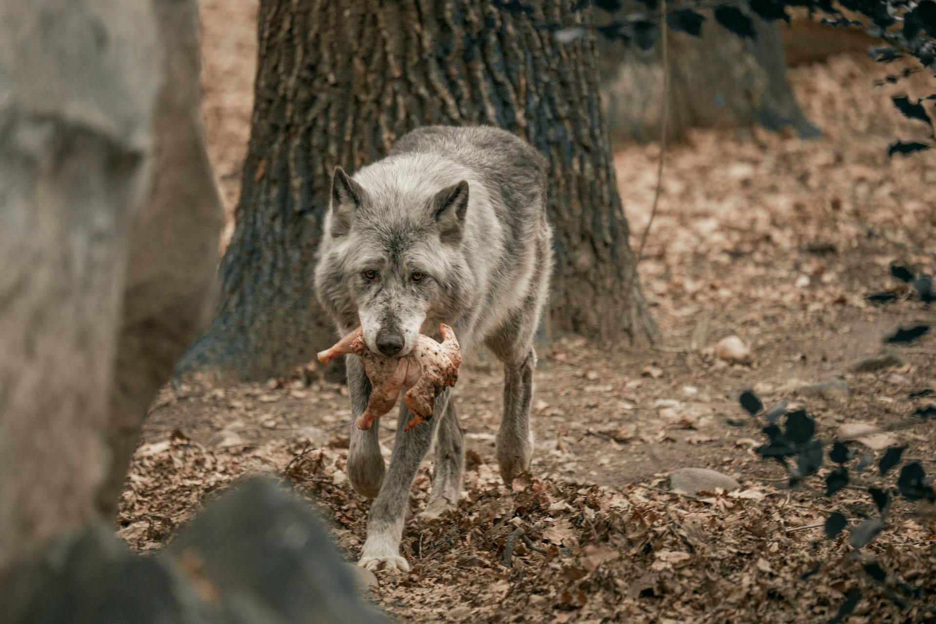 A lone wolf carries its prey in a natural forest environment.