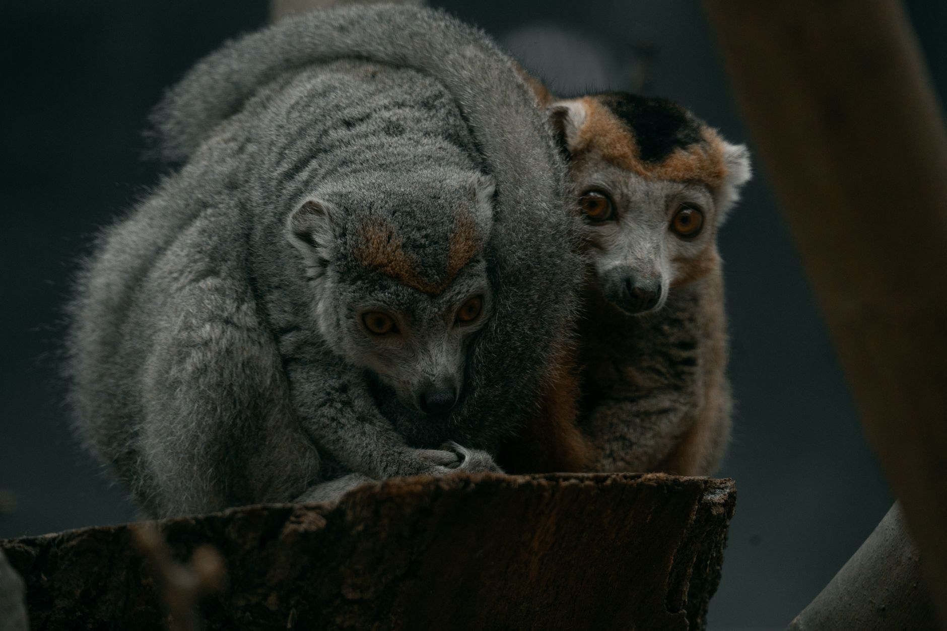 O animal que tecnicamente nunca envelhece e não morre de velhice — Curiosidades