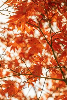 A detailed view of colorful maple leaves in fall, Freiburg im Breisgau.