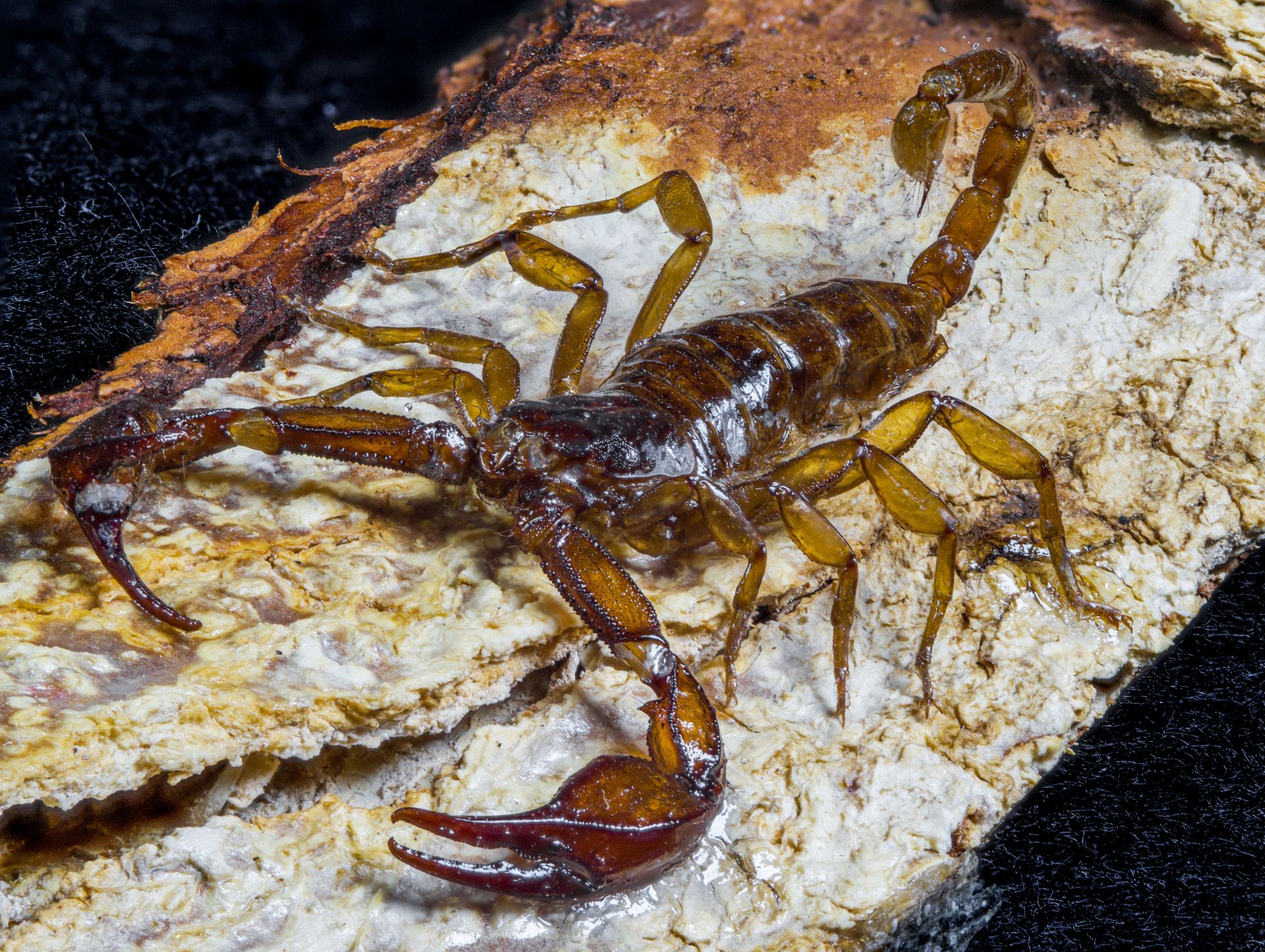 Close-up photography of a scorpion showcasing details on a textured background.