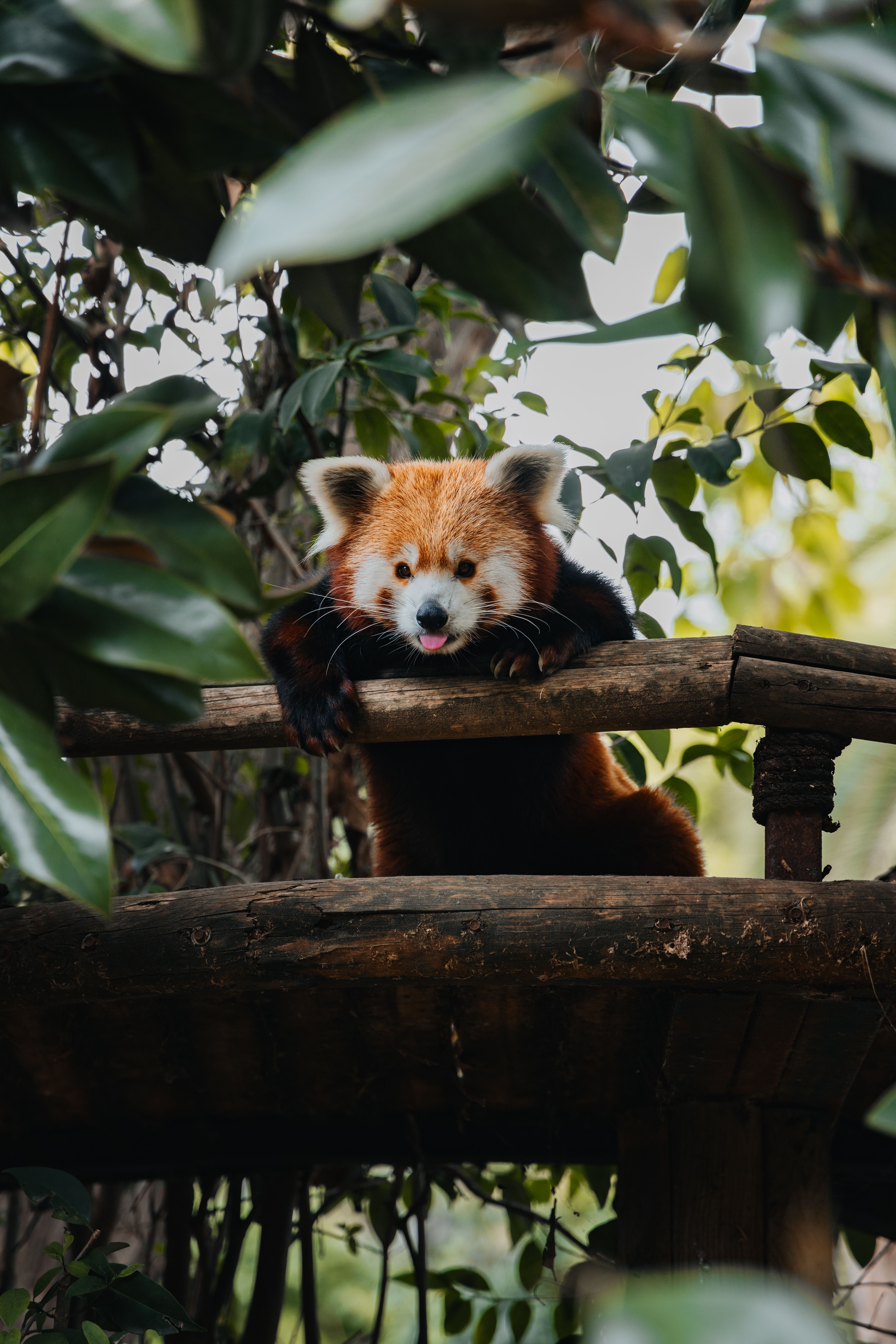Adorable Panda Roux Reposant Sur Une Structure En Bois · Photo gratuite