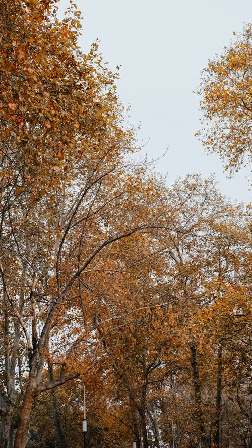 Free Tall autumn trees with golden leaves reach towards a calm, clear sky, symbolizing peace. Stock Photo