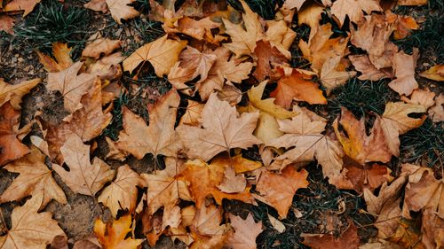 Free Colorful autumn leaves scattered on grass creating a beautiful seasonal carpet in Istanbul. Stock Photo