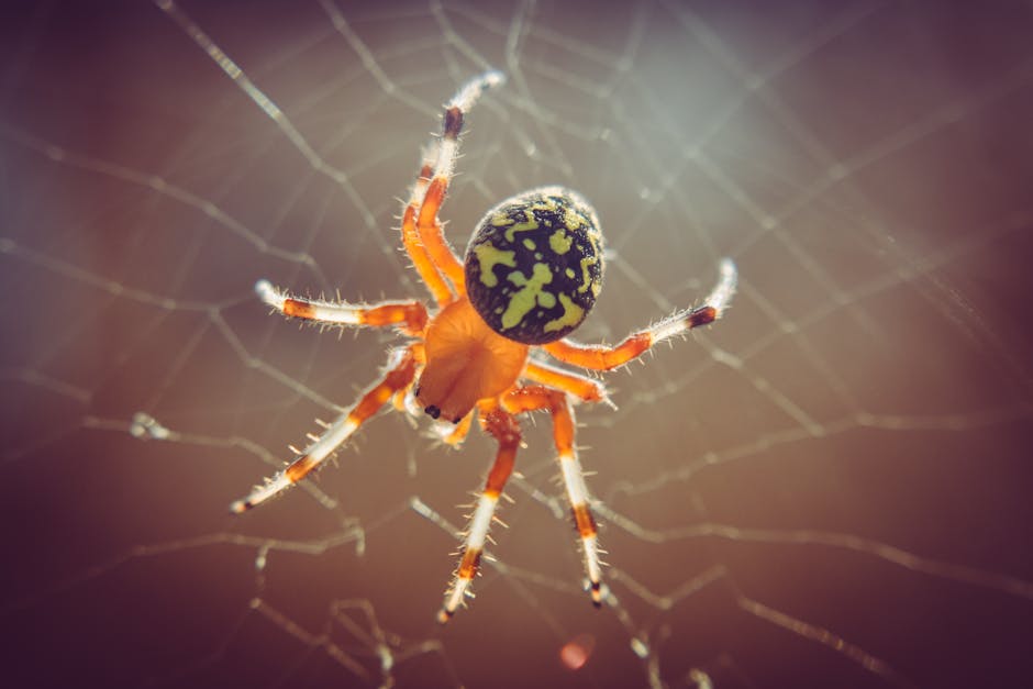 Close-up of a colorful orb weaver spider perched on its web, illuminated by sunlight.
