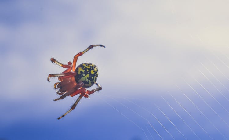 European Garden Spider On Web