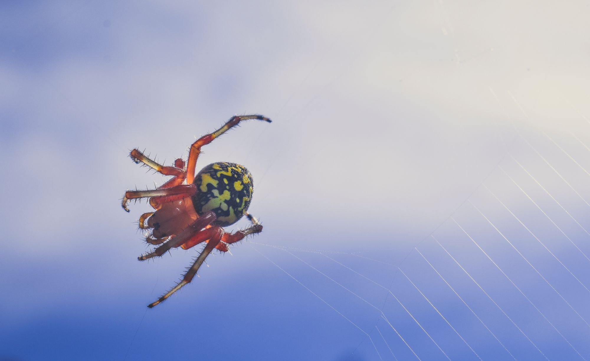 A garden spider sits in its web against a bright sky