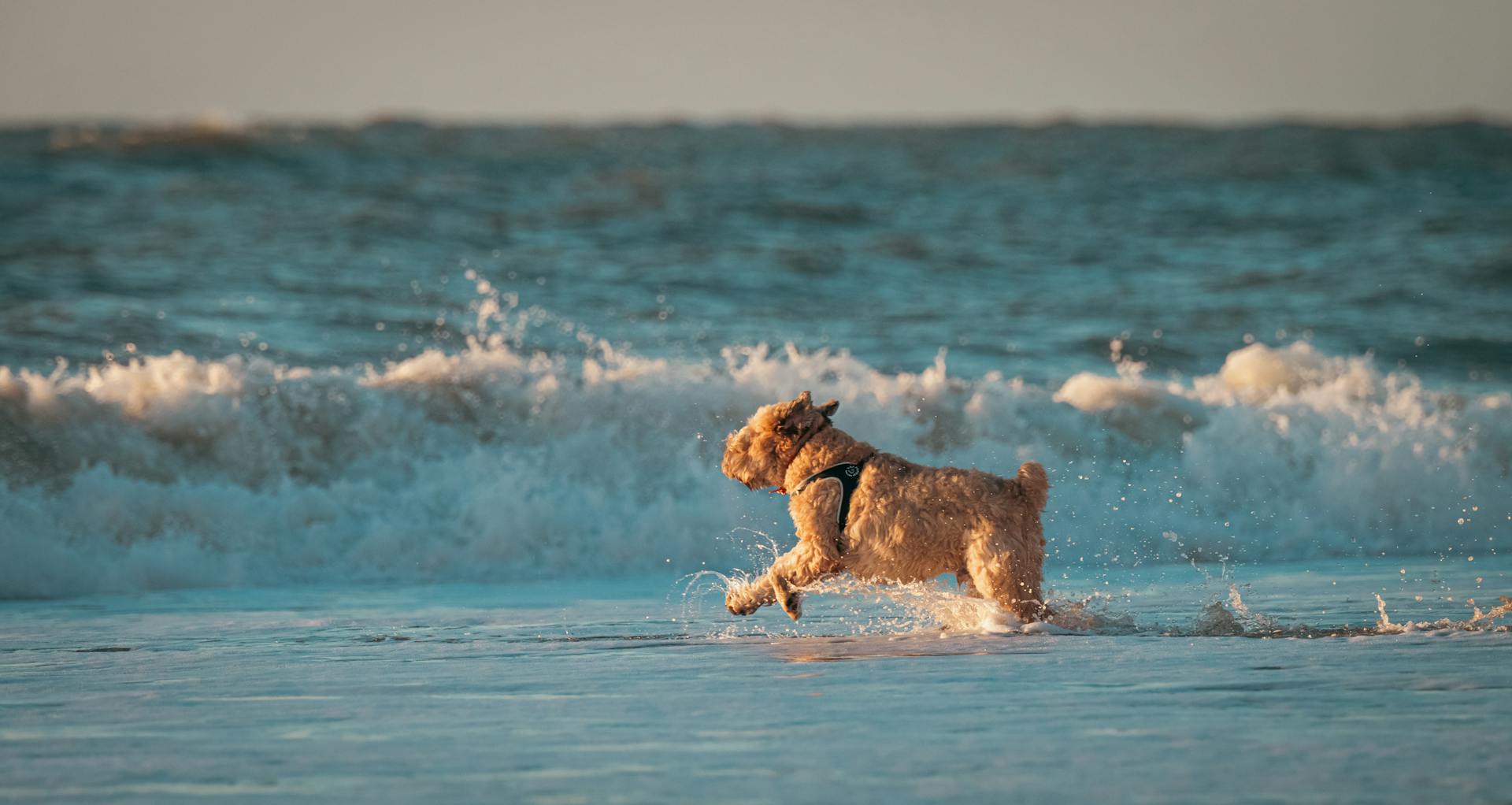 A playful dog splashes through ocean waves, enjoying a sunny beach day.