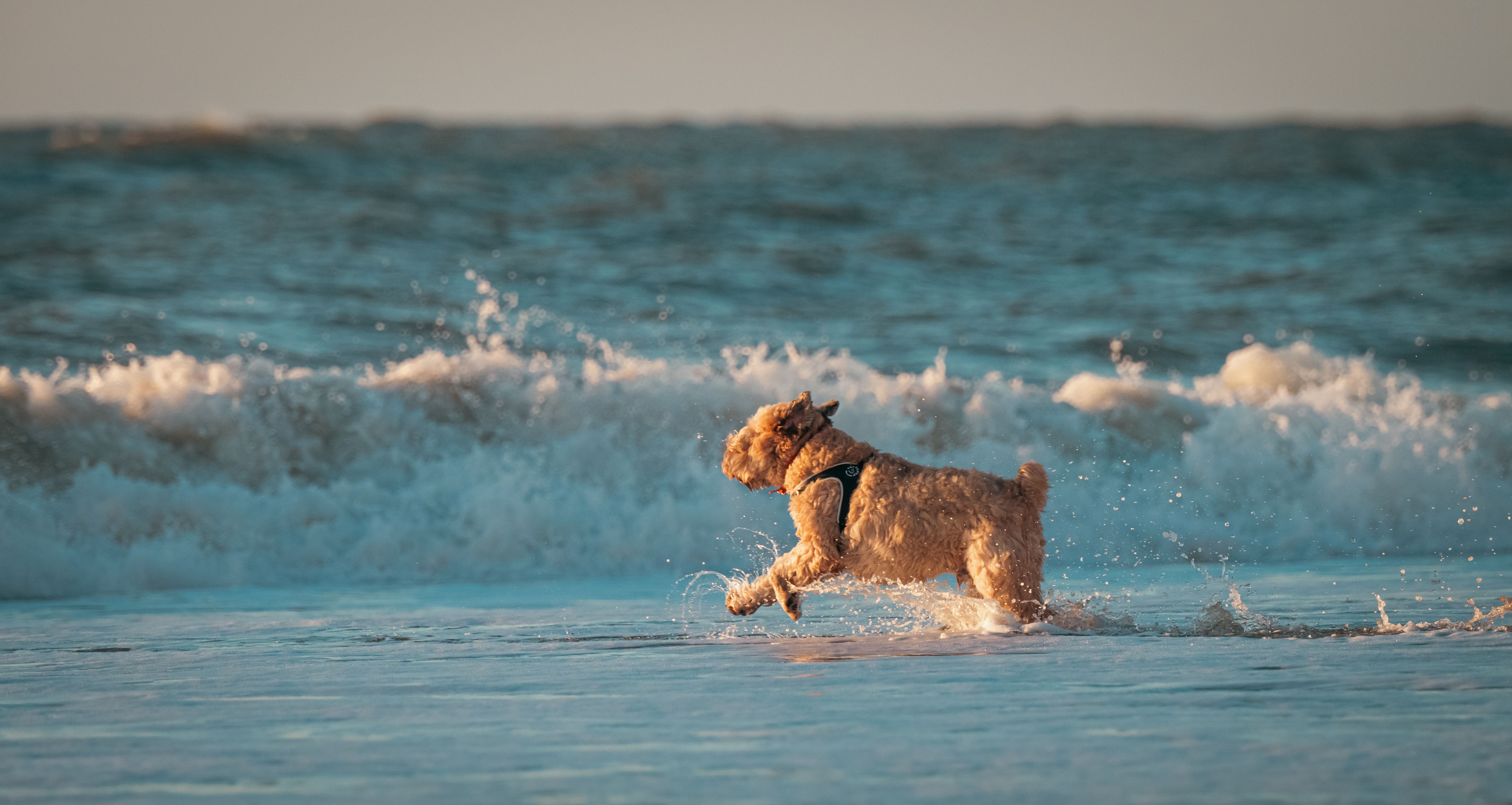 Pet Movement Photos, Download The BEST Free Pet Movement Stock Photos ...
