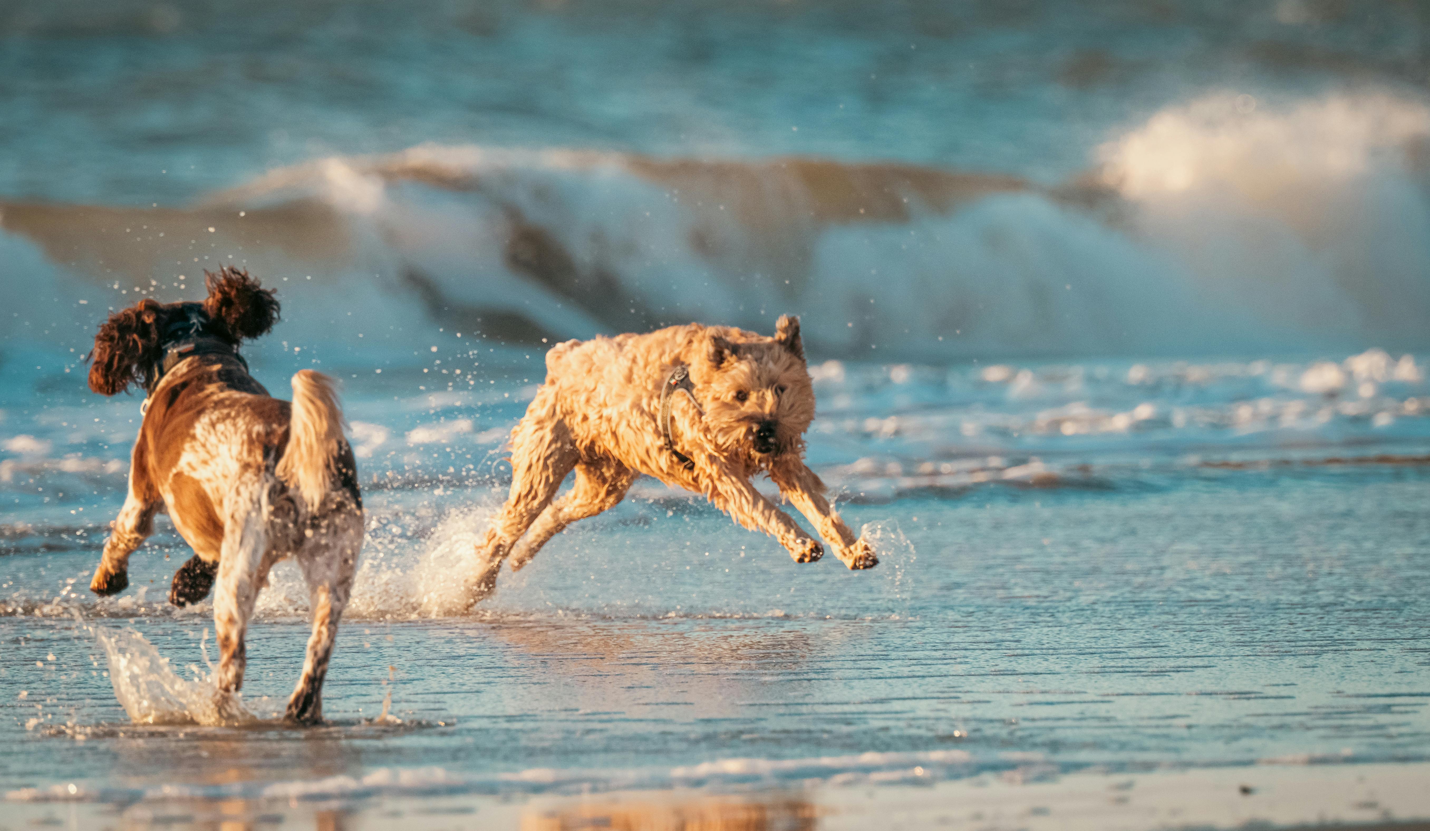 Rapawzel Dog Grooming &amp; Daycare Opens New Location on Manhattan’s Upper West Side — Photo by Chris F on Pexels