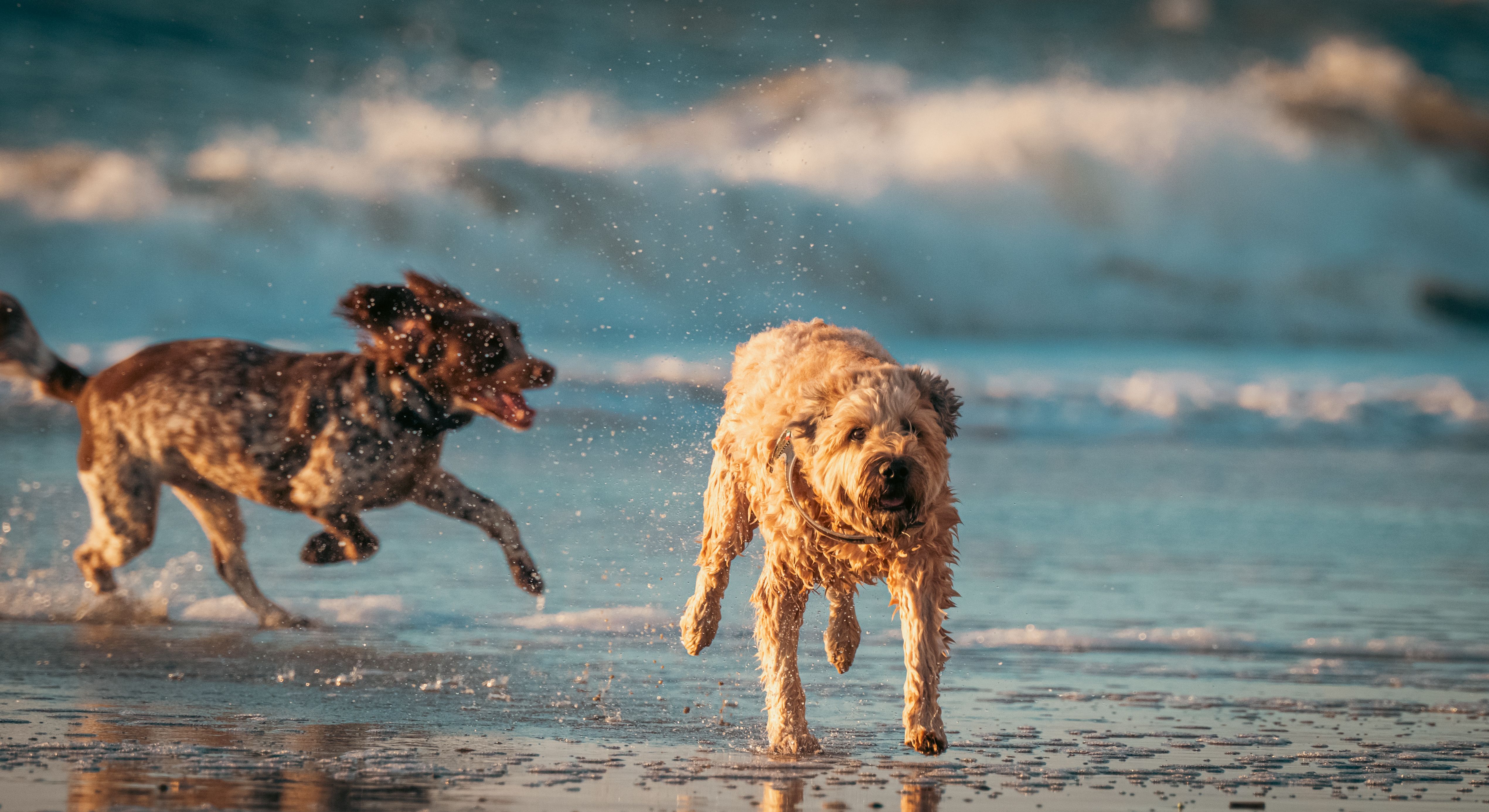Two happy dogs enjoying a playful run on a sandy beach by the ocean waves.
