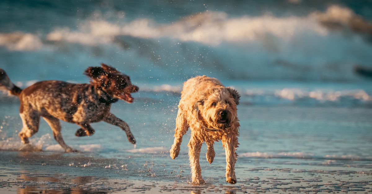 Holiday Travel with Your Dog: A Stress-Free Guide for Pet Owners