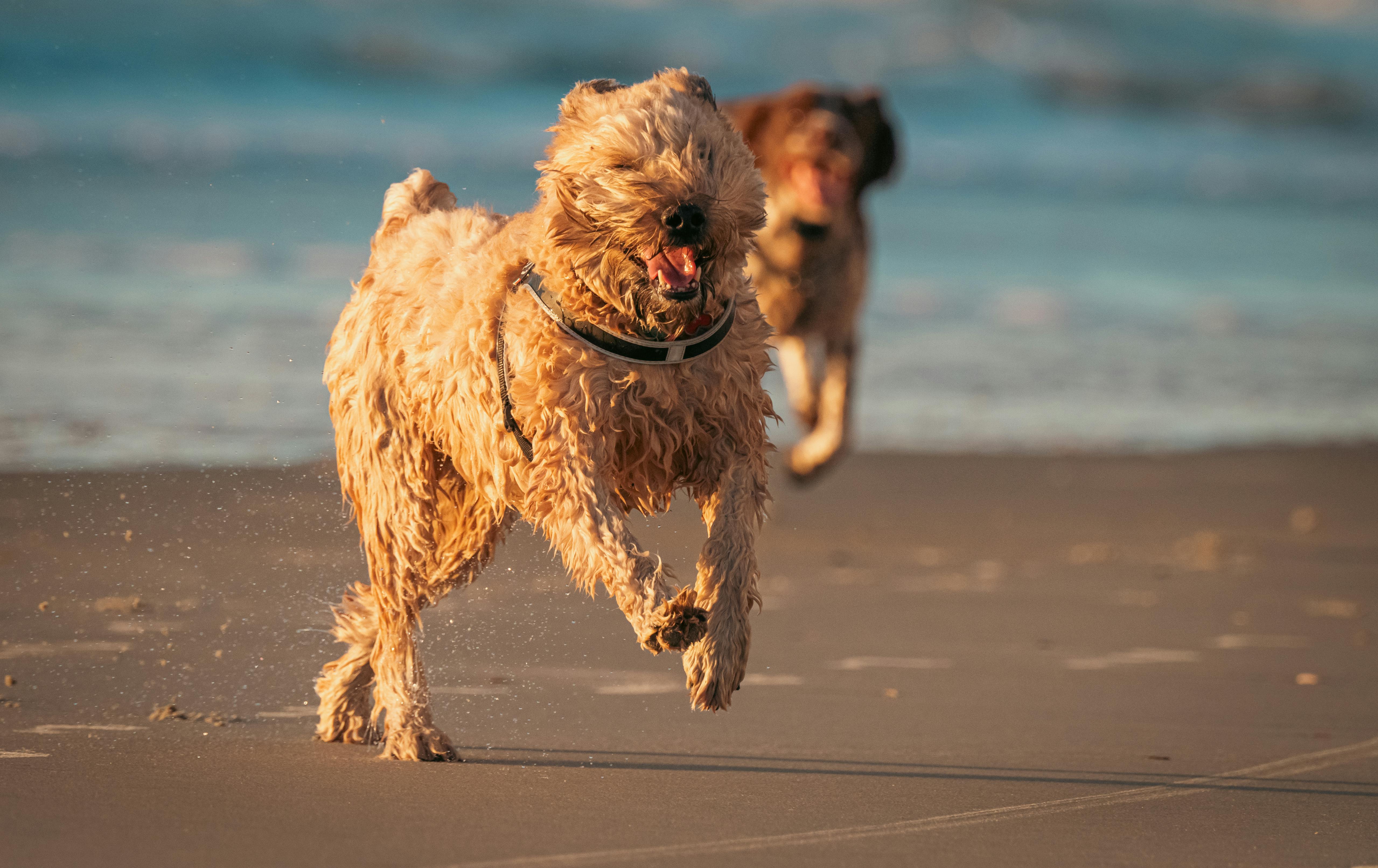 Two happy Golden Retrievers energetically running on a sunny beach.