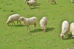 Sheep peacefully grazing in vibrant green countryside. Perfect for rural and agricultural themes.