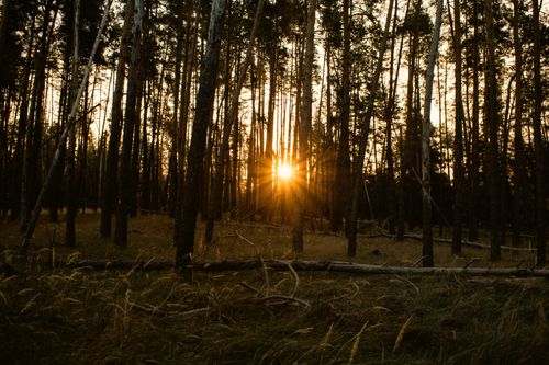 Free Golden sunlight filters through a serene forest, casting long shadows on the forest floor. Stock Photo