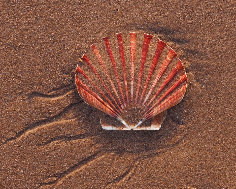 Vibrant Red Scallop Shell on Sandy Beach · Free Stock Photo