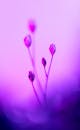 Vibrant Purple Abstract Floral Close-up