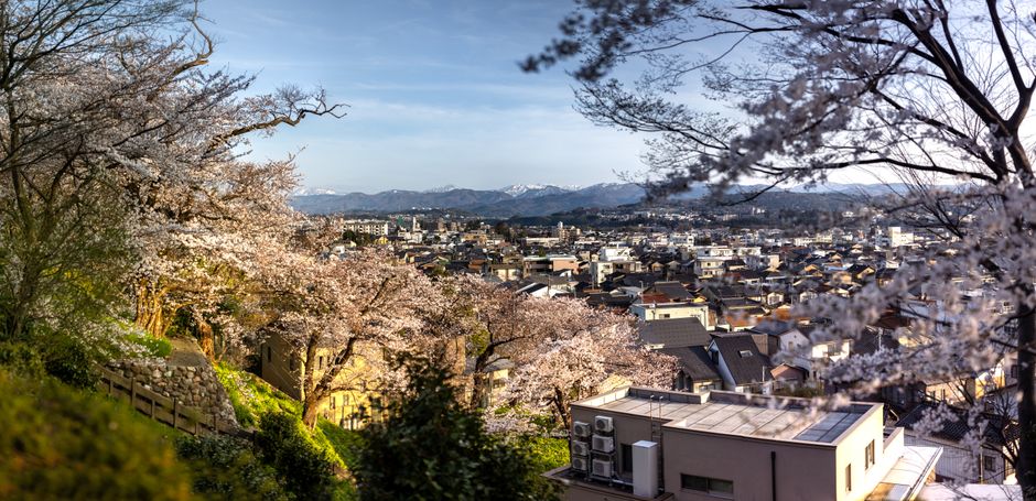 Scenic view of Kanazawa city with cherry blossoms in full bloom during springtime.
