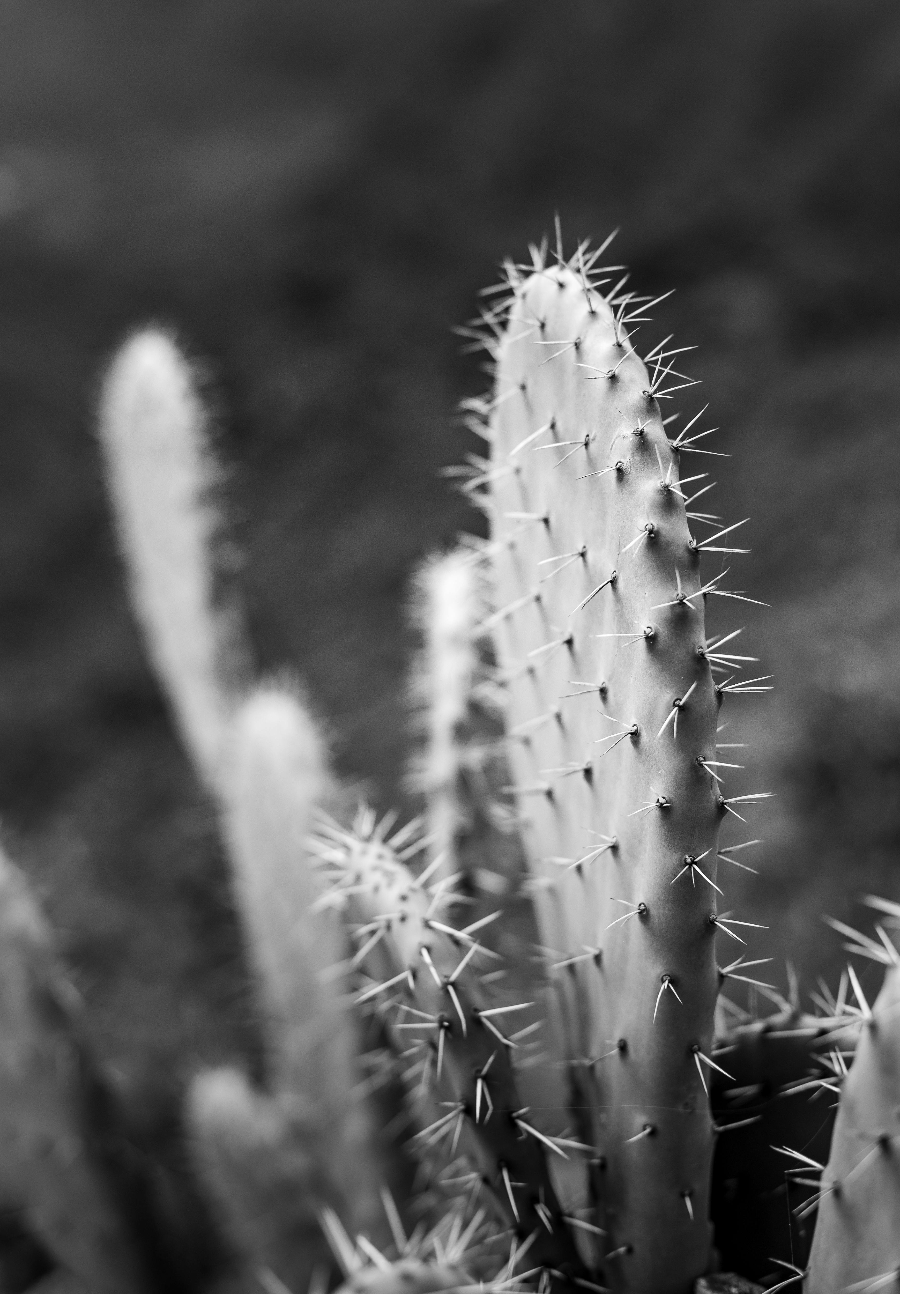 Close-up of spiky cactus in monochrome, Tenerife, Canary Islands.