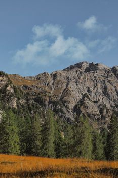 A vibrant view of the Italian Alps with lush green pines and golden grass under a clear sunny sky.