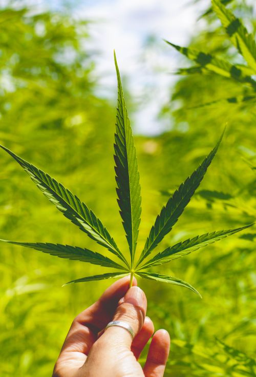 Free A vibrant green cannabis leaf held in hand against a bright, sunlit backdrop of a cannabis field. Stock Photo