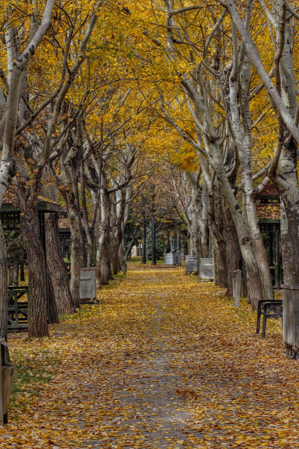 Autumn Tree-Lined Pathway in Golden Foliage · Free Stock Photo