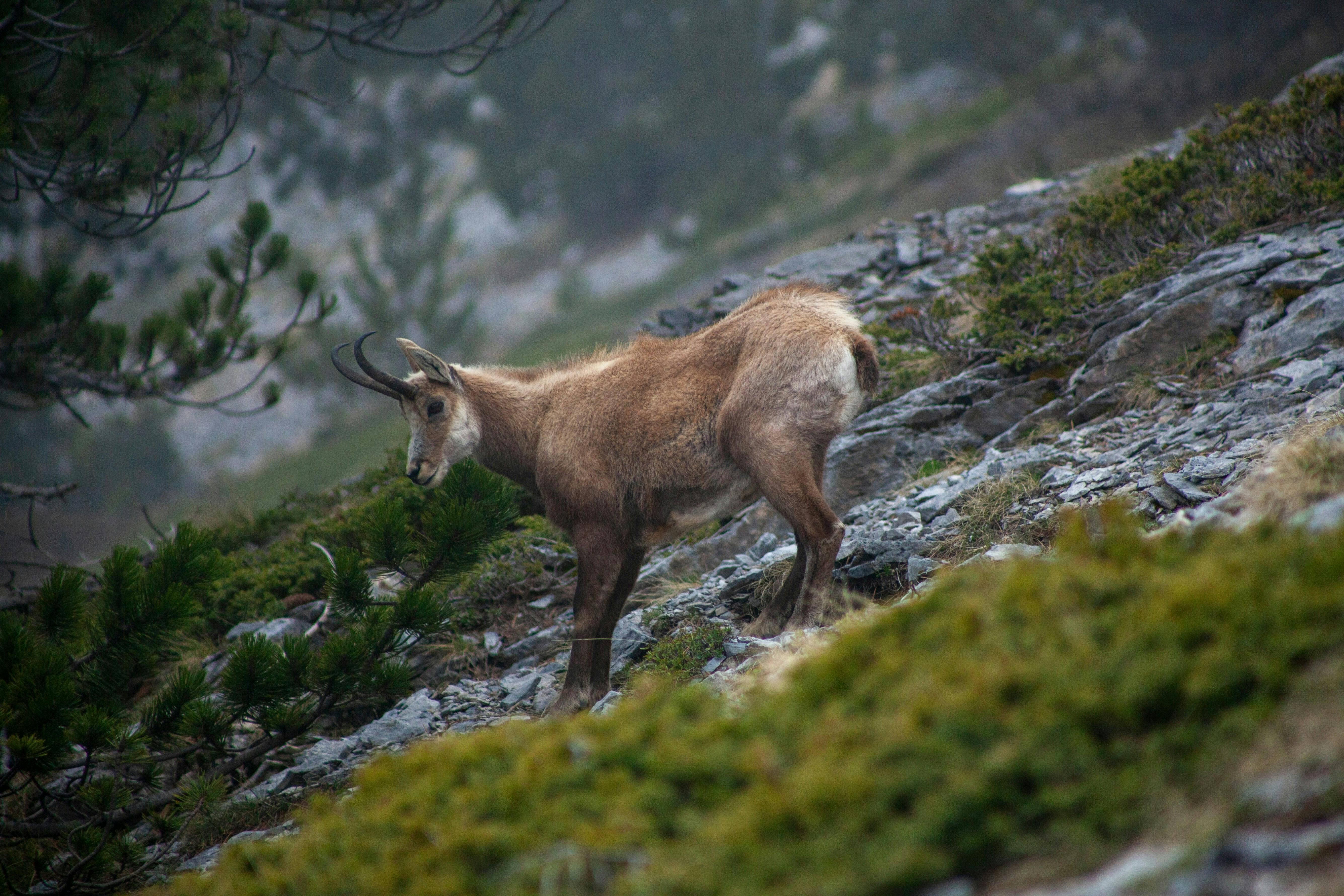 Δωρεάν Κατσίκα βουνού που σκαρφαλώνει σε βραχώδη πλαγιά στην ομιχλώδη ερημιά Φωτογραφία από στοκ φωτογραφιών