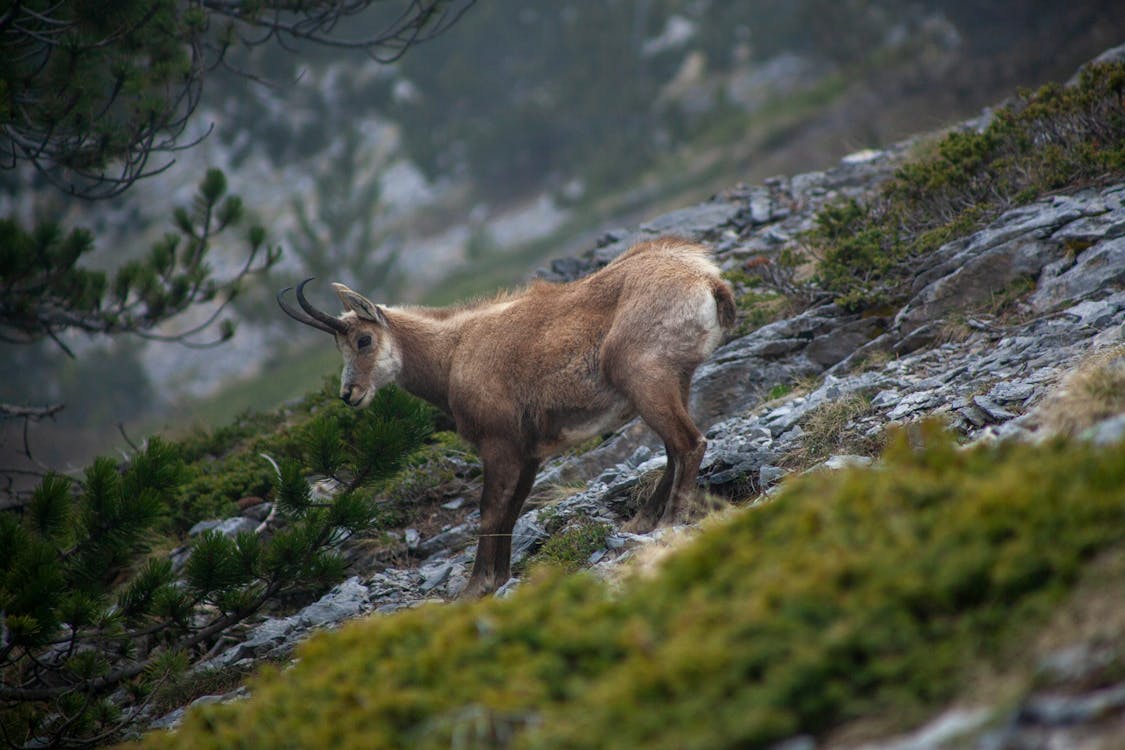 Δωρεάν Κατσίκα βουνού που σκαρφαλώνει σε βραχώδη πλαγιά στην ομιχλώδη ερημιά Φωτογραφία από στοκ φωτογραφιών