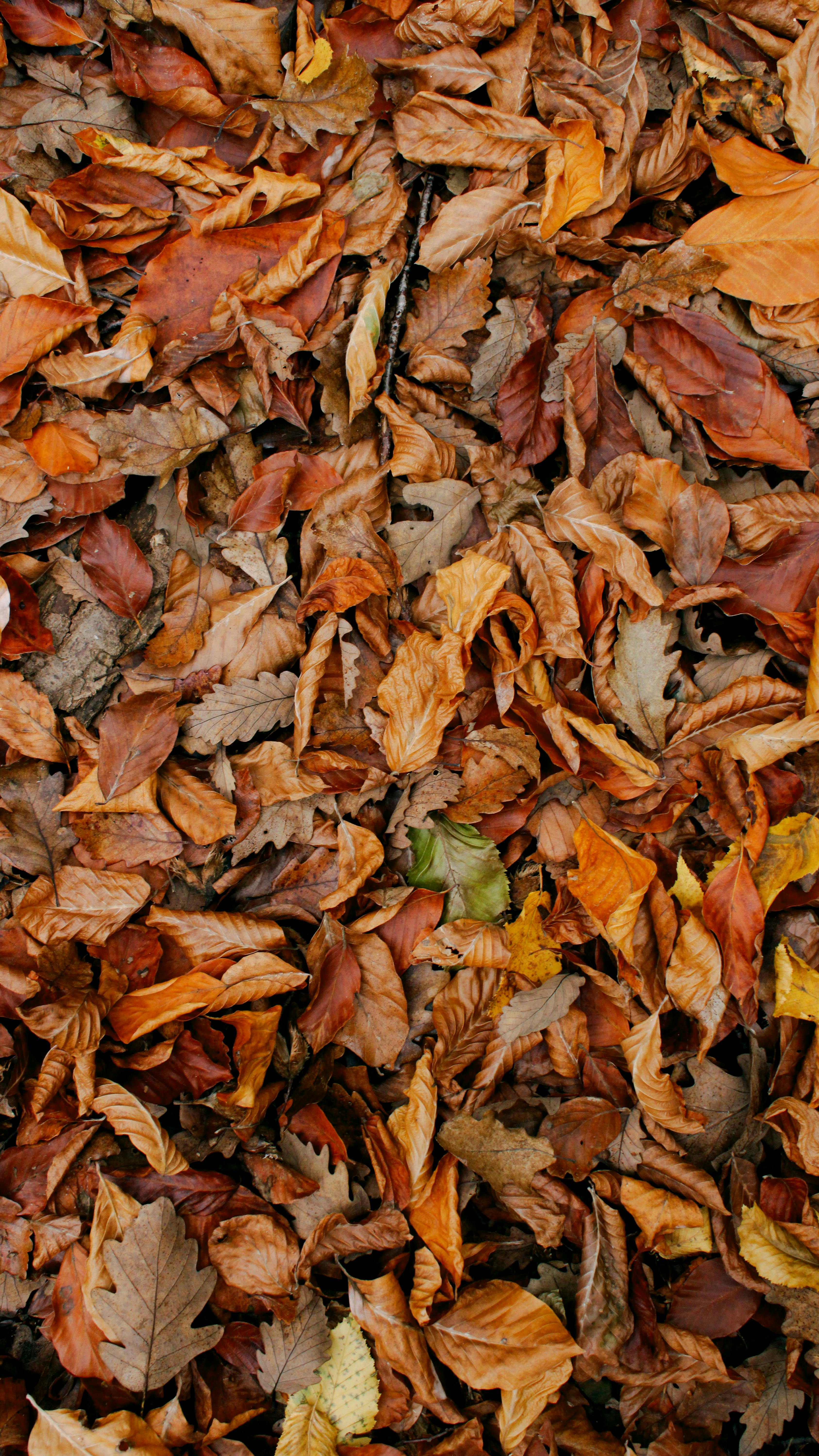 Why Do Dogs Have Wet Noses? Uncover The Fascinating Truth! 7 How Climate Affects Your Dog’s Nose: Wet vs. Dry and What It Means