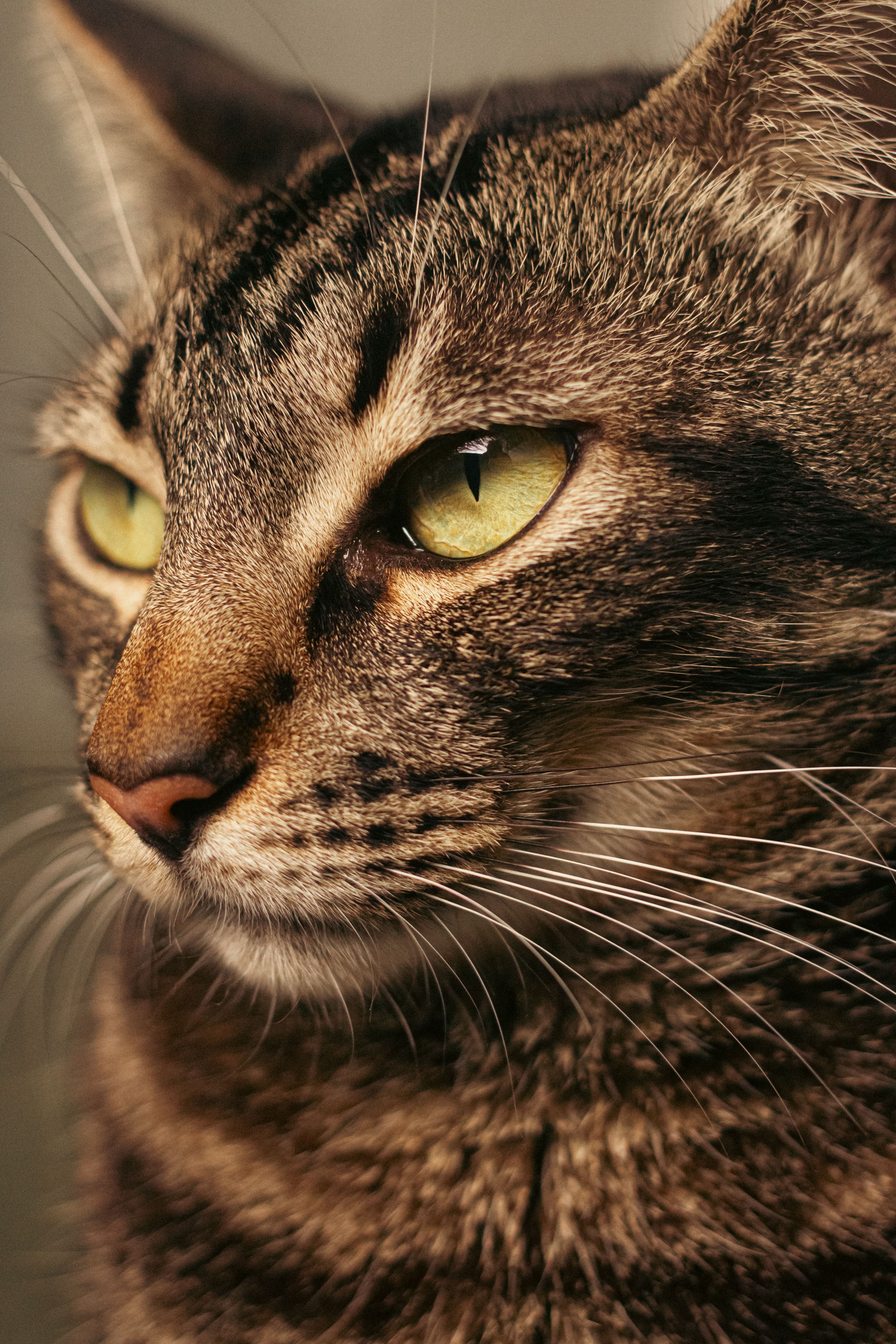 Close-up Portrait of a Tabby Cat with Green Eyes · Free Stock Photo