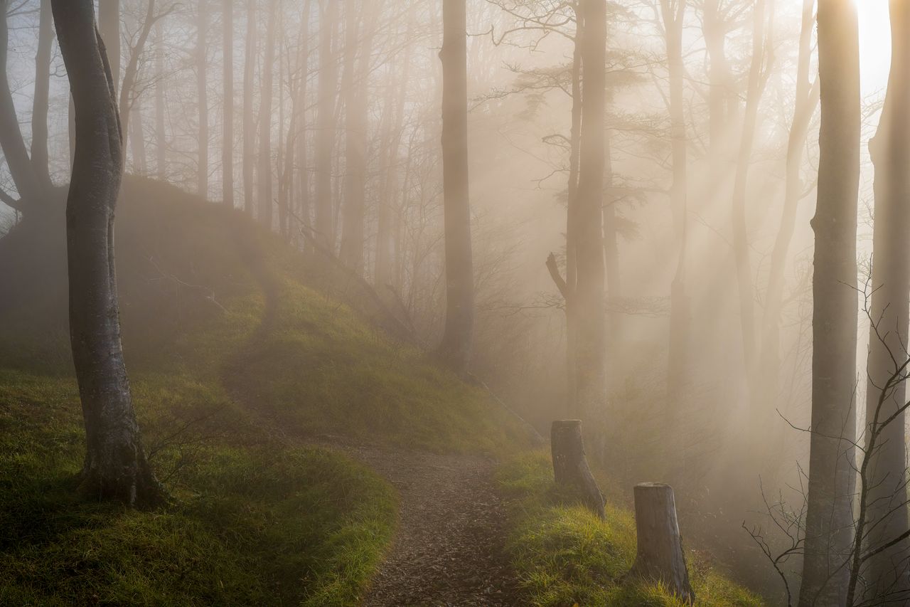 A serene forest path enveloped in morning mist with sunlight streaming through tall trees