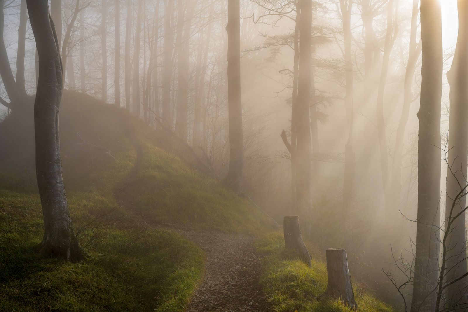 Sendero en el bosque al amanecer