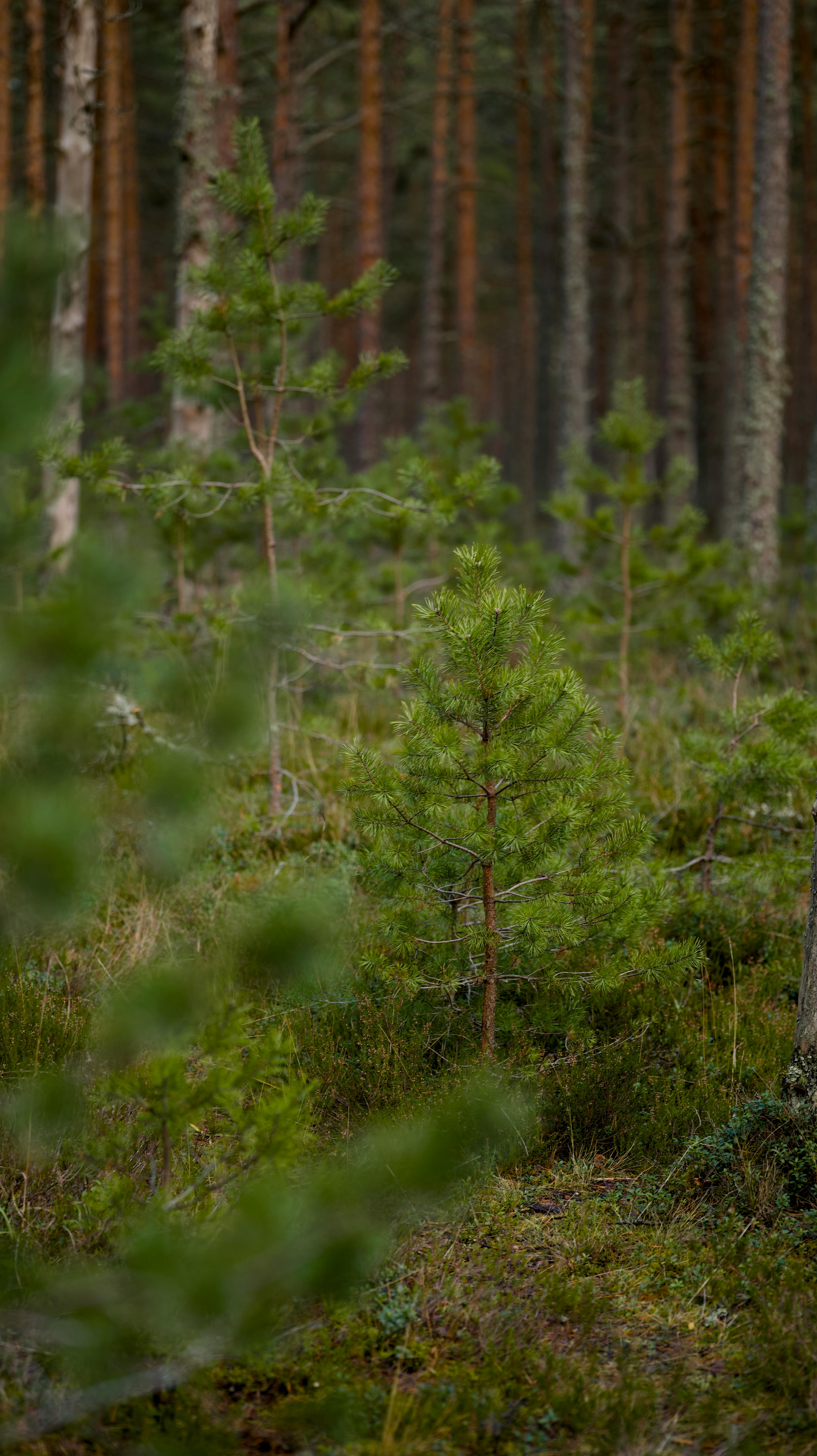 Peaceful view of a lush evergreen forest with young pine trees growing.