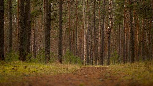 Free Discover tranquility on a peaceful pine forest trail, ideal for forest bathing. Stock Photo