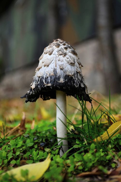 Free Detailed photo of a Shaggy Ink Cap mushroom (Coprinus comatus) in a forest setting. Stock Photo