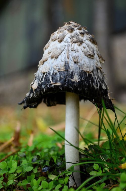 Free Detailed view of a distinctive inky cap mushroom growing in a lush forest setting. Stock Photo