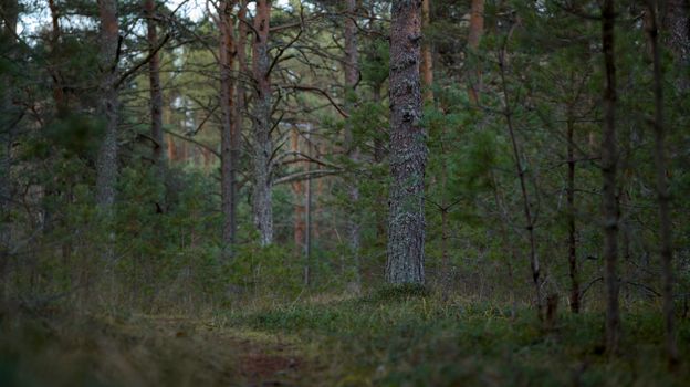 Lush pine forest with a peaceful hiking trail, perfect for forest bathing and nature escapes.