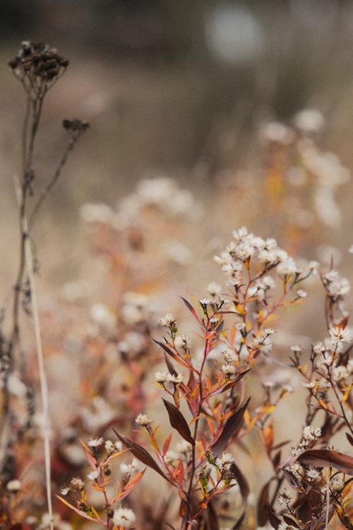 Free A gentle view of wildflowers in a meadow, capturing nature's delicate beauty. Stock Photo