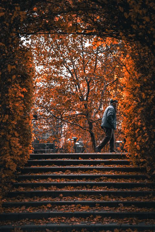 Free A solitary figure walks beneath an archway of vibrant autumn leaves. Stock Photo
