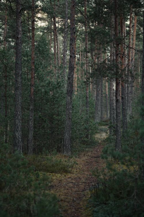 Free A serene path winds through a mystical pine forest, inviting forest bathing. Stock Photo